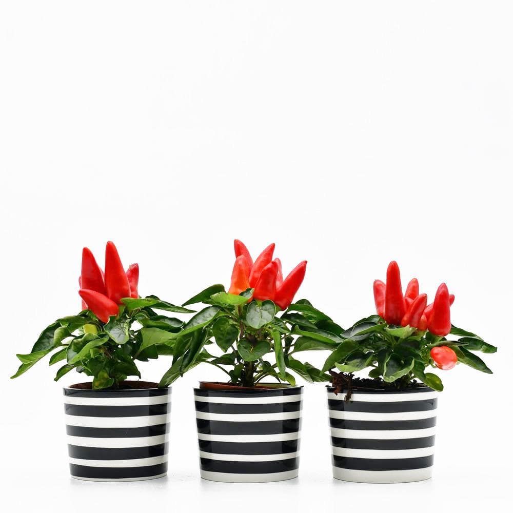 Ensemble de 3 pots à cactus Noirs Ensemble de 3 pots "Costa nova" - Noir
