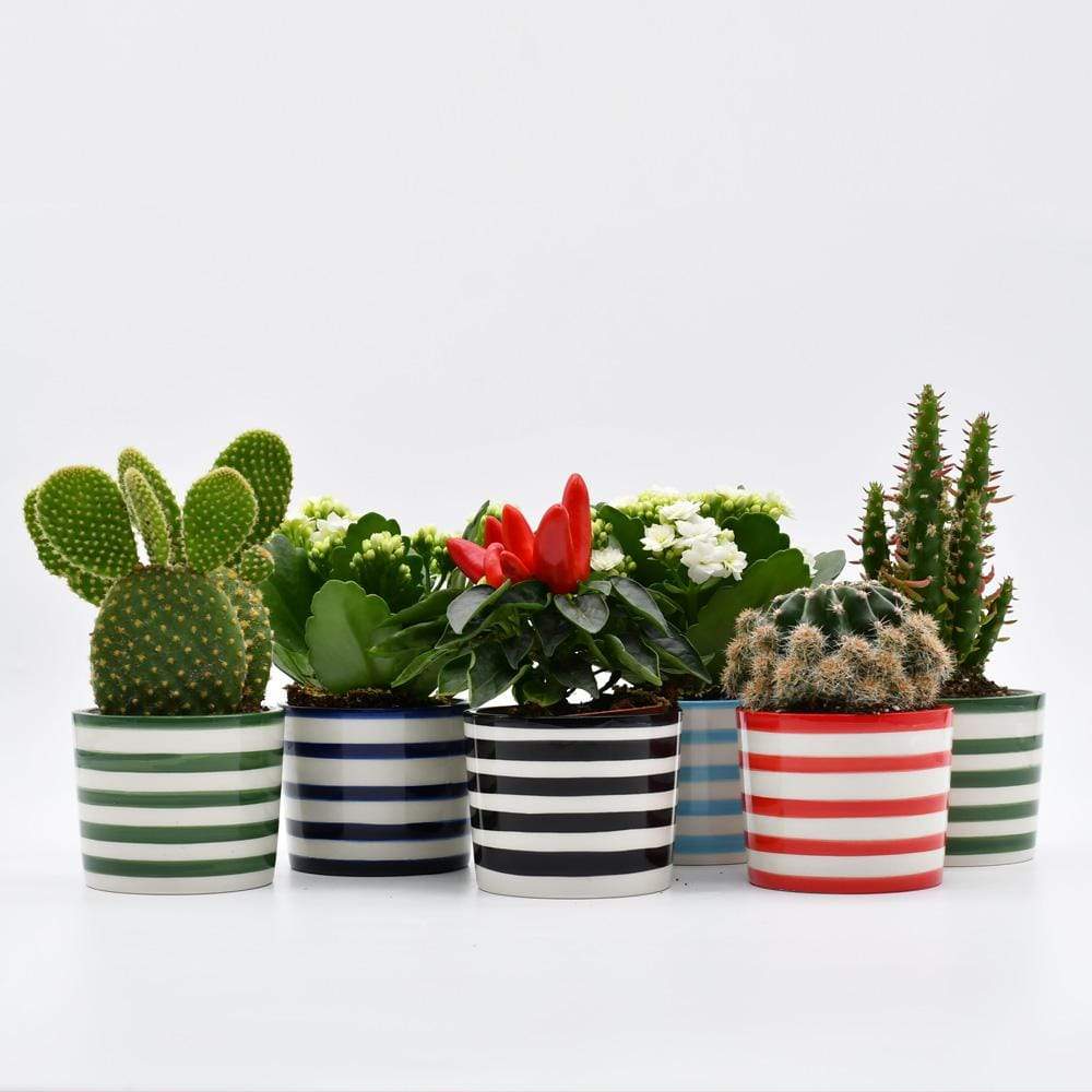 Ensemble de 3 pots à mini cactus Turquoise Ensemble de 3 pots "Costa Nova" - Turquoise