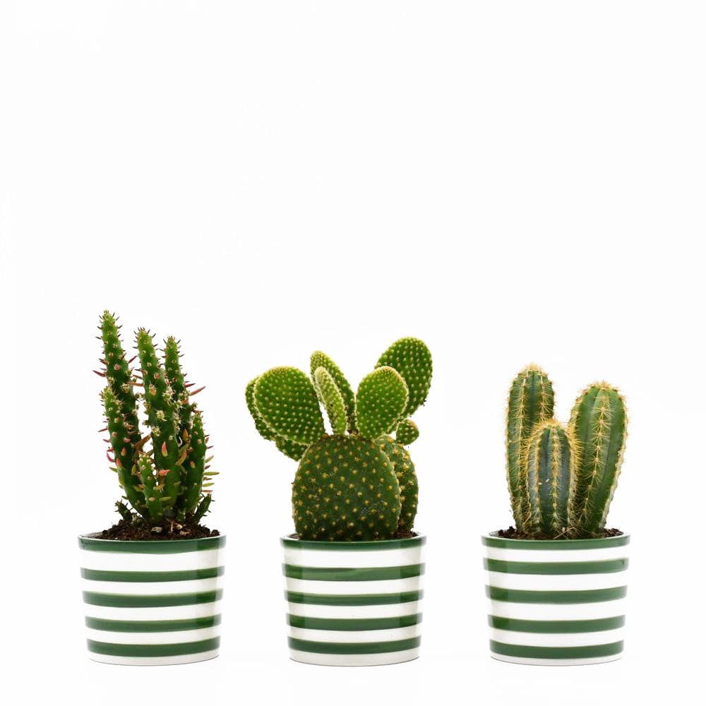 Ensemble de 3 pots à mini cactus Verts Ensemble de 3 pots "Costa nova" - Vert